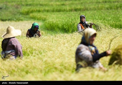 حصاد الأرز فی محافظة کلستان