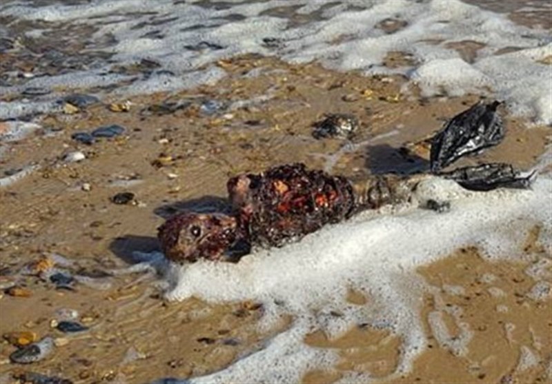 کشف موجود عجیب شبیه پری دریایی در سواحل استرالیا + فیلم و عکس