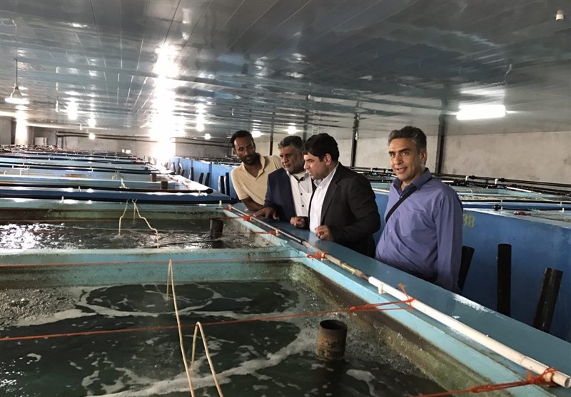 نخستین مرکز تولید بچه ماهی گونه‌های بومی خلیج فارس به بهره‌برداری رسید