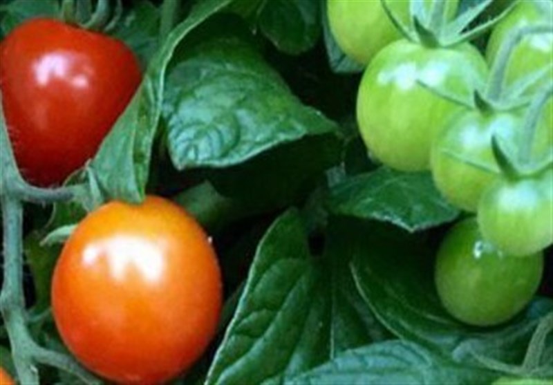 پیش‌بینی تولید 112 هزار تن محصول گوجه‌فرنگی در خراسان شمالی