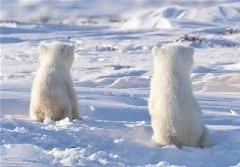عکس / جالب و دیدنی از بازی خرس قطبی مادر با توله‌هایش!