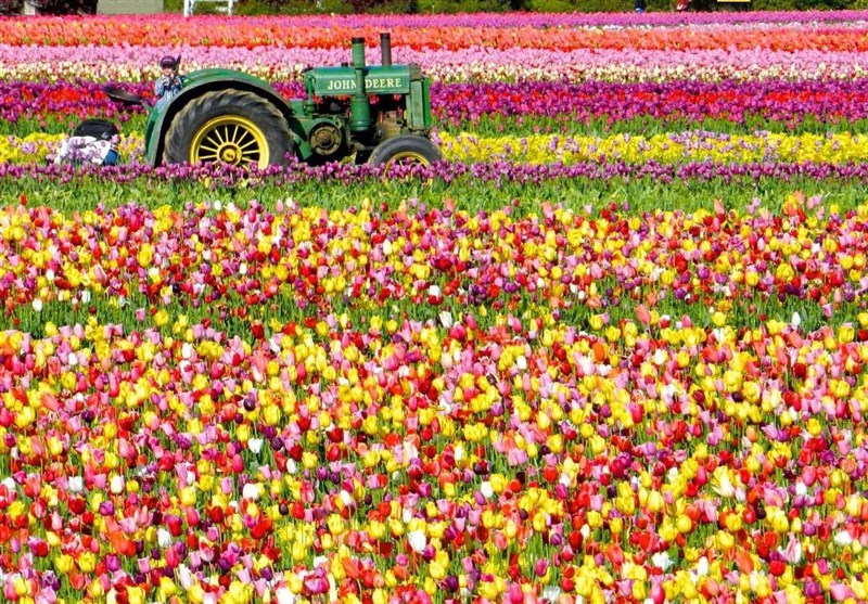 افزایش 5 برابری قیمت گل از باغ تا مغازه