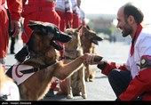 دوره آموزشی تیم‌های آنست و بازتوانی سگ‌های زنده‌یاب هلال‌احمر در کرمان برگزار شد
