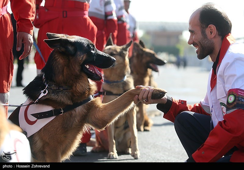 دوره آموزشی تیم‌های آنست و بازتوانی سگ‌های زنده‌یاب هلال‌احمر در کرمان برگزار شد