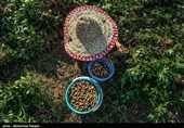برداشت بادام - رشت