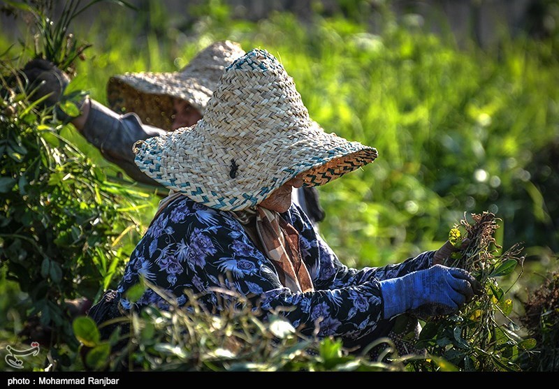 لرستان|1000 هکتار از اراضی دورود به کشت بادام و گونه‌های اقتصادی اختصاص یافت