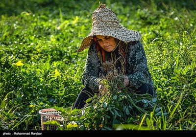 برداشت بادام - رشت