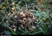برداشت بادام - رشت
