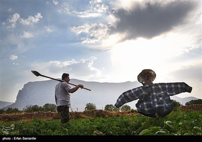 کشاورزی سنتی در فارس