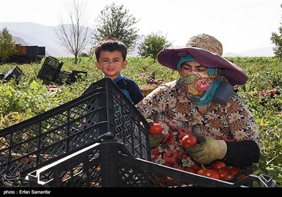 Traditional Non-Mechanized Agriculture in Iran’s Fars Province