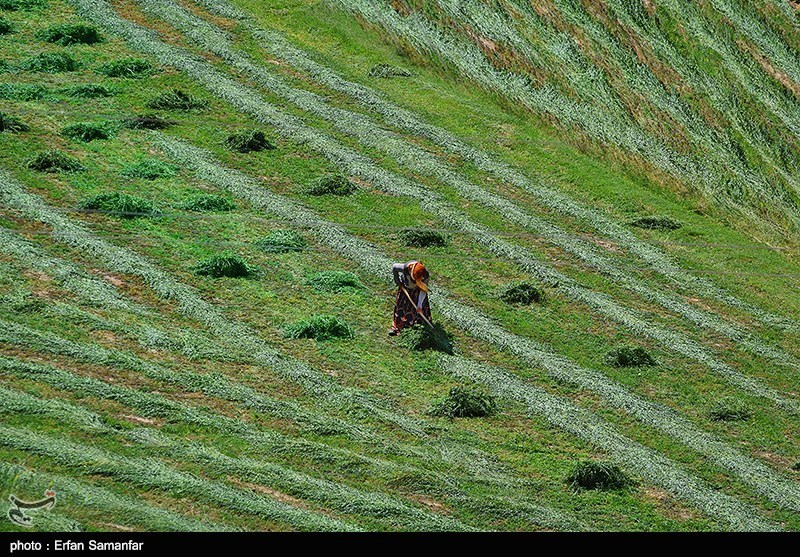 82 هزار بهره بردار در بخش کشاورزی قزوین فعالیت می‌کنند