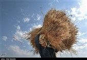 گزارش| کشاورزی سنتی استان لرستان و چالشی به نام کمبود کارگر فصلی/ تشکیل تعاونیها اصلیترین راهکار مدیریت نیروی کار + تصاویر