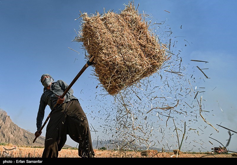 کشاورزان متضرر از خشکسالی در شهرضا تسهیلات ویژه دریافت می‌کنند