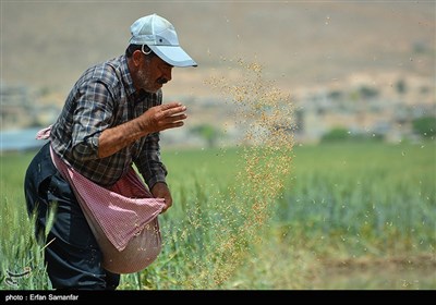 Traditional Non-Mechanized Agriculture in Iran’s Fars Province