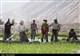 کشاورزی سنتی در فارس