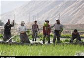 نتیجه تلاش چادگانی‌ها در تحقق اقتصاد مقاومتی/ چادگان پیشتاز تولیدات اصولی کشاورزی در مرکز ایران