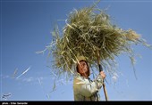کشاورزی سنتی در فارس