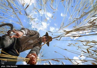 Traditional Non-Mechanized Agriculture in Iran’s Fars Province