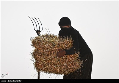 Traditional Non-Mechanized Agriculture in Iran’s Fars Province