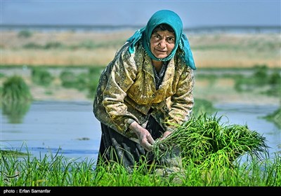 کشاورزی سنتی در فارس