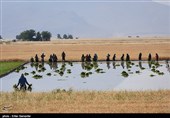 بازار ادوات کشاورزی اصفهان به دلیل خشکسالی در رکود است