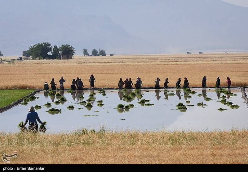 حفظ میزان تولیدات کشاورزی استان اصفهان در سطح 6 میلیون تن