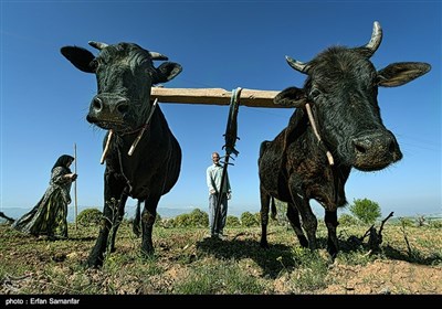 Traditional Non-Mechanized Agriculture in Iran’s Fars Province