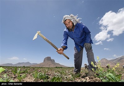 Traditional Non-Mechanized Agriculture in Iran’s Fars Province