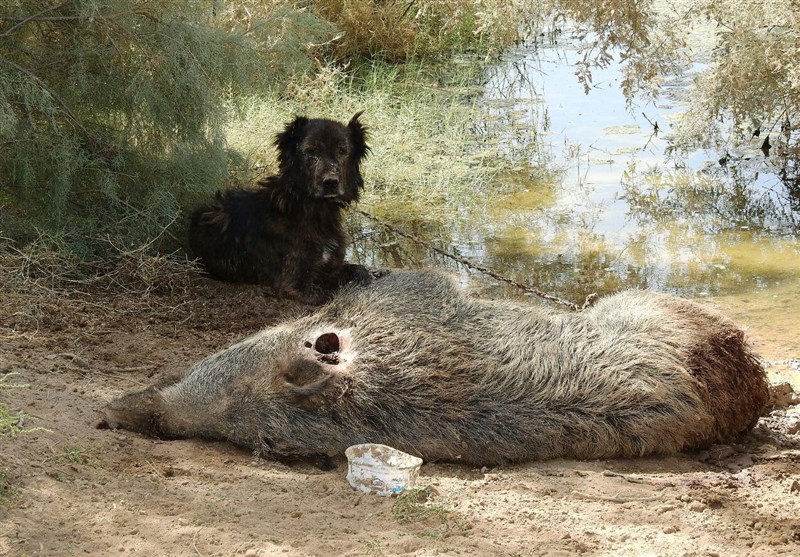 کشتار حیات وحش توسط سگ‌پا‌ها ادامه دارد + فیلم و عکس