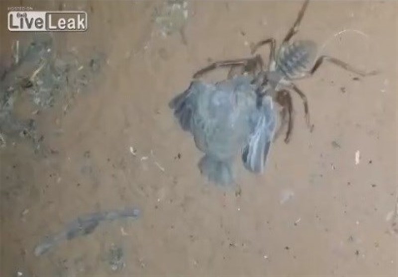 فیلم/ عنکبوت عظیم‌الجثه‌ای که پرنده می‌خورد