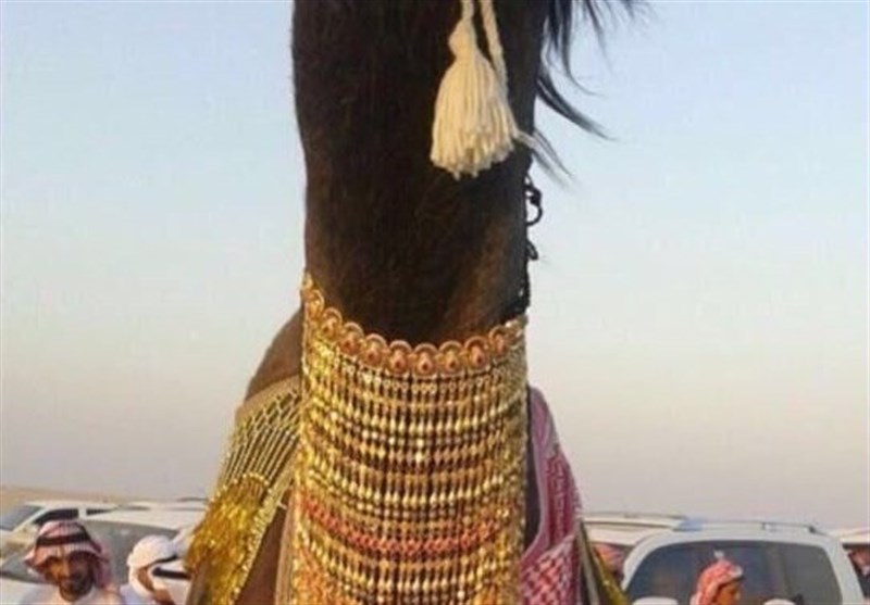 جوانان عربستان و آرزوی ازدواج با شتر + عکس و فیلم