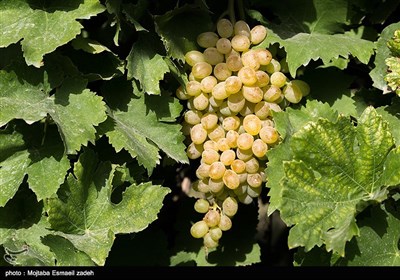 Gardeners Harvest Grapes in Northwestern Iran