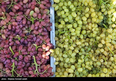 Gardeners Harvest Grapes in Northwestern Iran