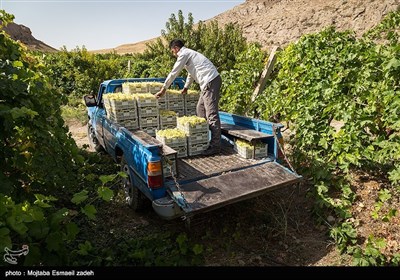 Gardeners Harvest Grapes in Northwestern Iran