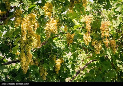 Gardeners Harvest Grapes in Northwestern Iran