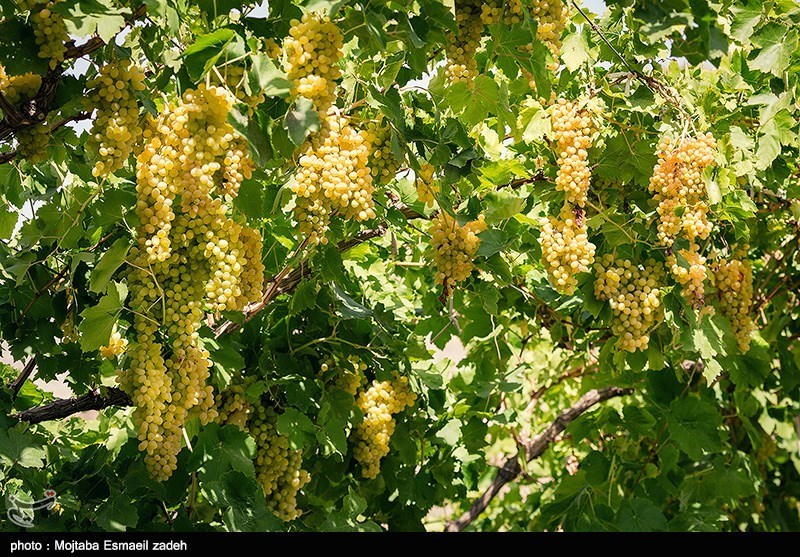 قزوین| هشدار هواشناسی قزوین به کشاورزان؛ سرما باغات انگور را تهدید می‌کند