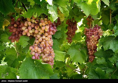 Gardeners Harvest Grapes in Northwestern Iran