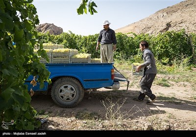 Gardeners Harvest Grapes in Northwestern Iran