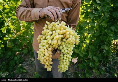 Gardeners Harvest Grapes in Northwestern Iran