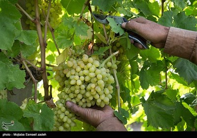 Gardeners Harvest Grapes in Northwestern Iran