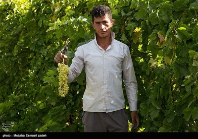 Gardeners Harvest Grapes in Northwestern Iran