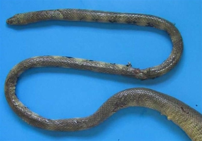 Iran’s Coastal Waters New Home to Rarely Seen Venomous Sea Snake