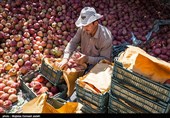 تولید محصولات کشاورزی آذربایجان غربی 16 درصد افزایش یافت