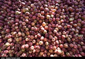 28 هزار تن سیب در شهرستان پیرانشهر تولید شد