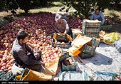 برداشت سیب در ارومیه