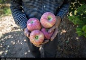 کاهش وزن با خوردن این میوه ها