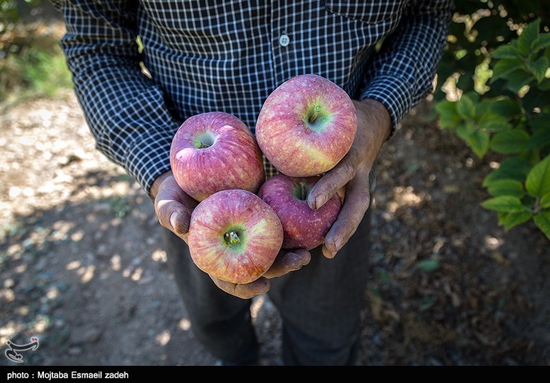 مقصر گرانی سیب سرمازدگی ابتدای سال است نه صادرات