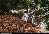 برداشت سیب در ارومیه