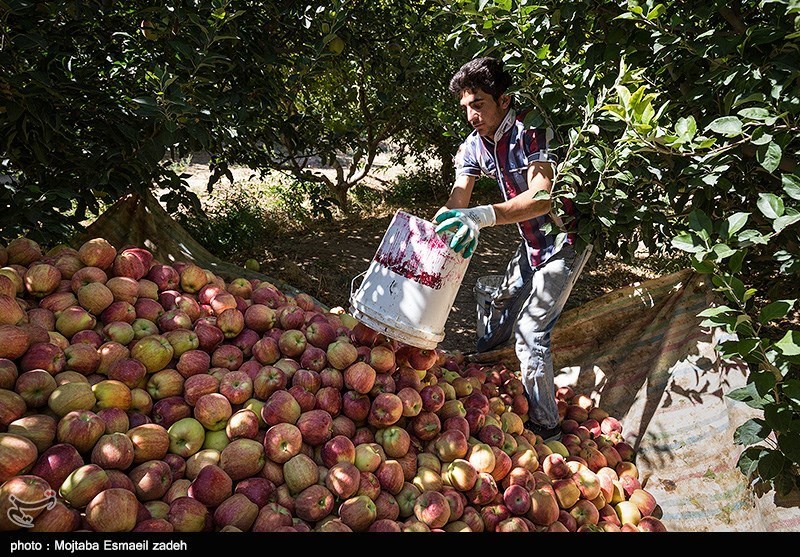 51 هزار تن سیب درختی از باغ‌های نهاوند برداشت می‌شود