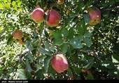 برداشت سیب در ارومیه
